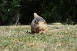 NORWICH TERRIER CAVAGE 109